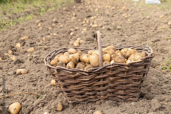 Obraz harvesting potatoes from the ground.