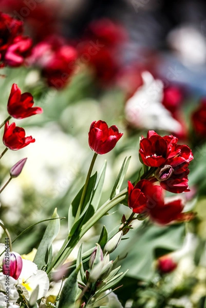 Obraz Colorful flowers in garden. HDR Image (High Dynamic Range).