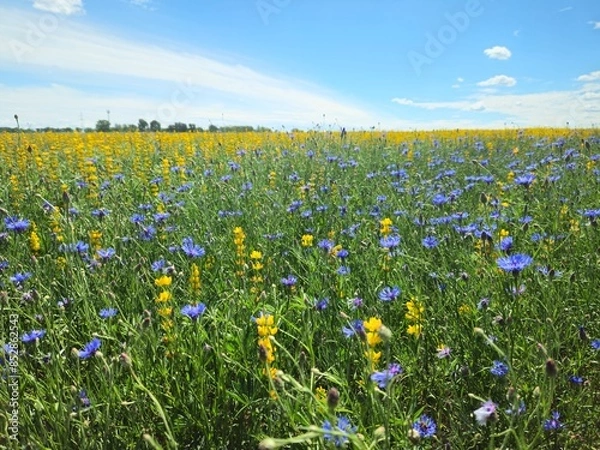 Obraz field of dandelions