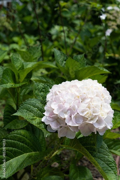 Fototapeta 紫陽花