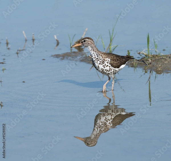 Fototapeta Spotted Sandpiper