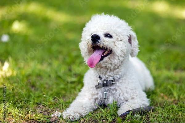 Obraz bichon in the park