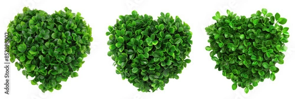 Obraz Three heart-shaped green succulent arrangements, each with lush, tightly packed foliage, displayed from a top view against a black background. on a transparent background.
