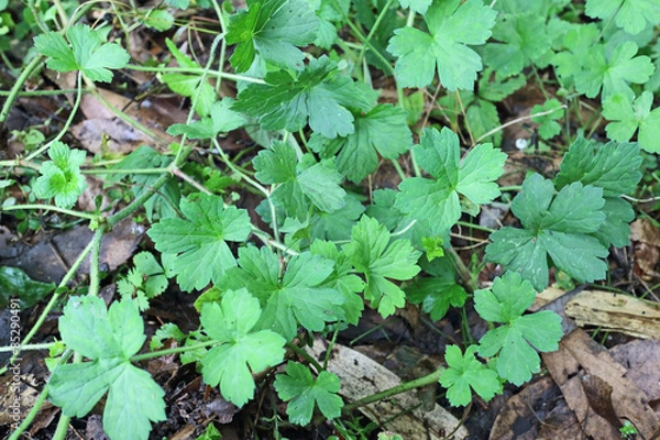 Fototapeta ゲンノショウコの葉