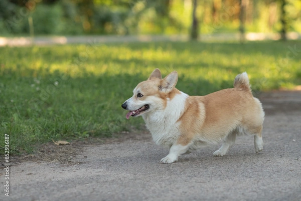 Fototapeta A beautiful purebred corgi plays in a summer park.