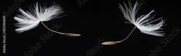 Fototapeta Two dandelion seeds floating in the air, isolated on a black background,