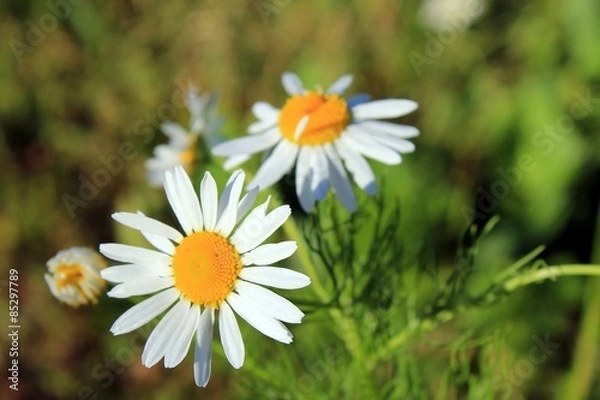 Fototapeta Белые желтые ромашки на летнем поле