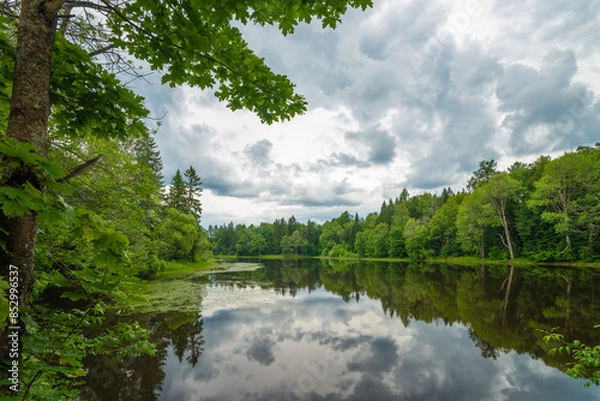 Obraz lake in the forest