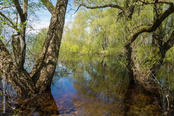 Obraz river in the forest