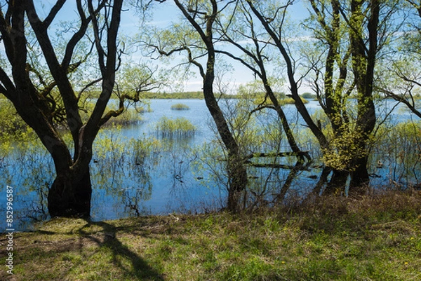 Obraz tree in the water