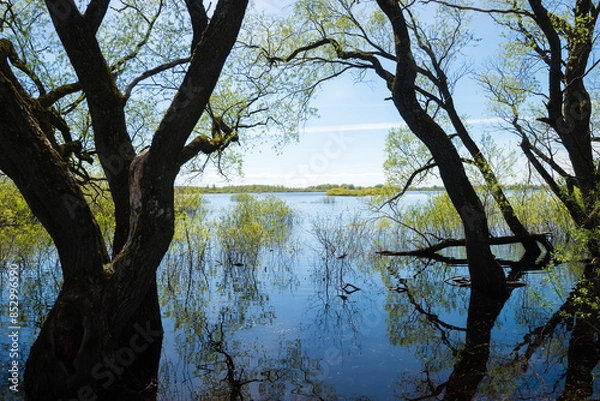 Obraz tree on the river