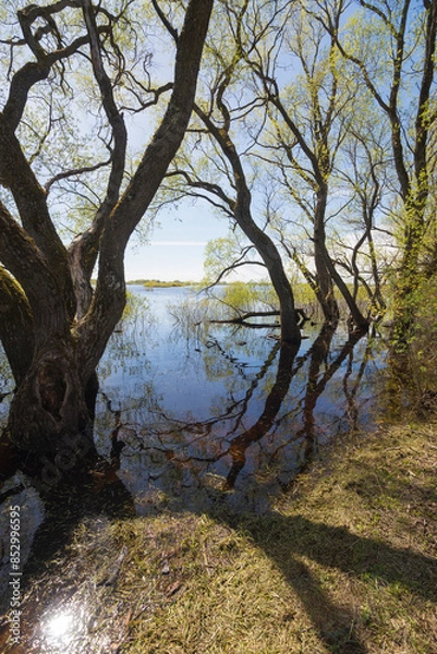 Obraz river in the woods