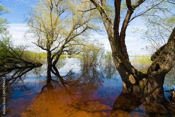 Obraz tree in the morning