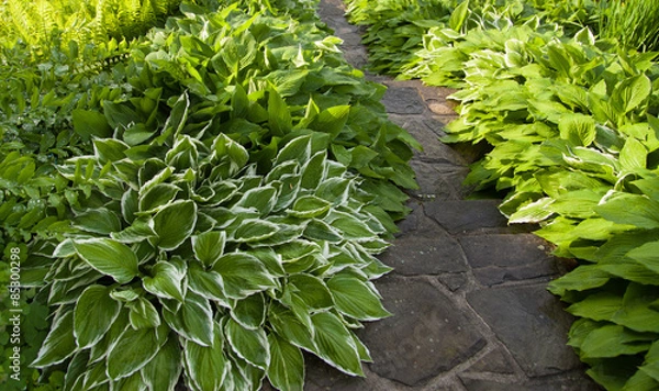 Obraz stone stairs within green leaves of hosta