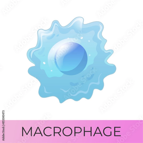 Obraz Macrophage. Myeloid system cell. Isolated vector icon