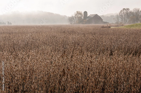 Obraz Soybeans and barn fog