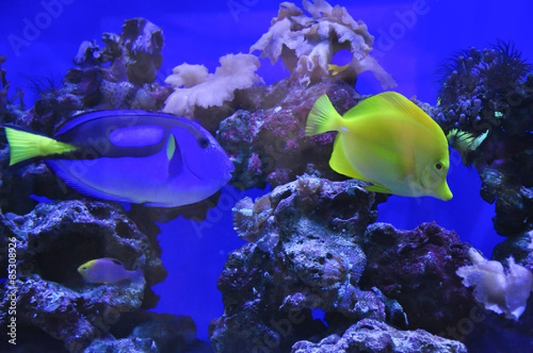 Fototapeta Зебрасома парусная желтая