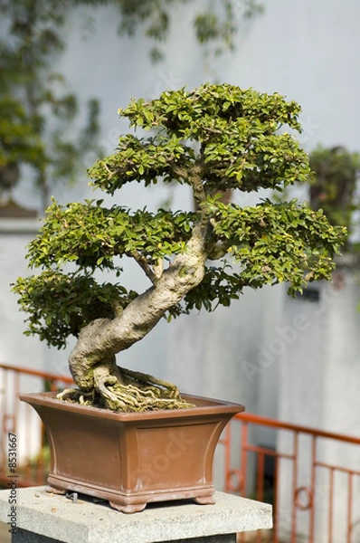 Fototapeta Bonzai tree