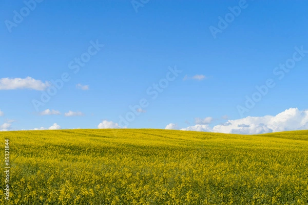Fototapeta Yellow  rape fields in Belarus