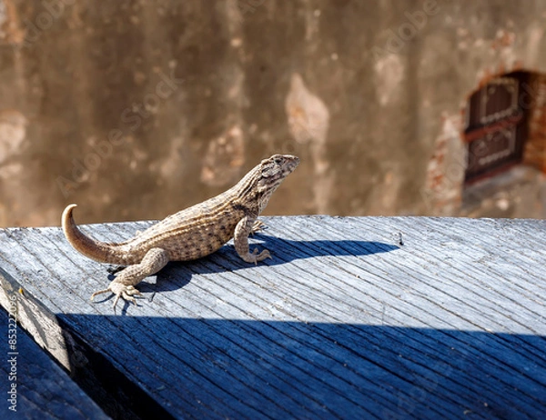 Obraz beautiful lizard in the garden. Close up