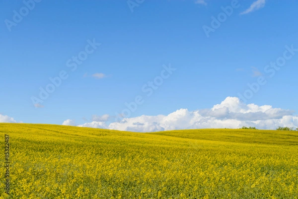 Fototapeta Yellow rapeseed field on a sunny day