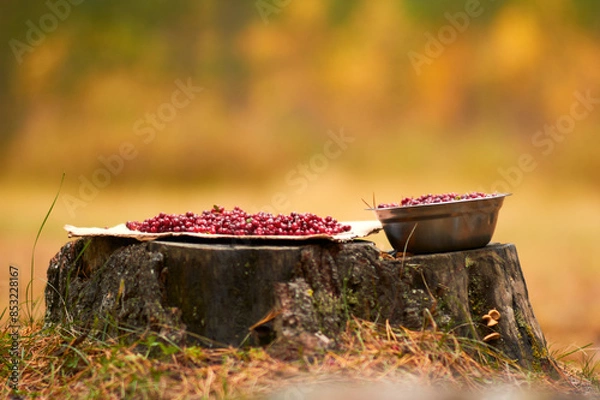 Fototapeta Freshly picked lingonberries on a stump. Warm spring. Сowberry.