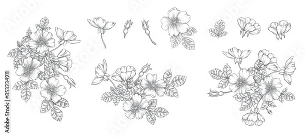 Fototapeta Wild rose flower set, line art drawing. Outline floral design elements isolated on white background, vector illustration. Hand drawn rose hip flowers, buds, berries and leaves