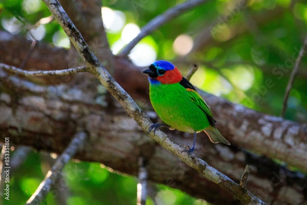 Obraz bird on a tree