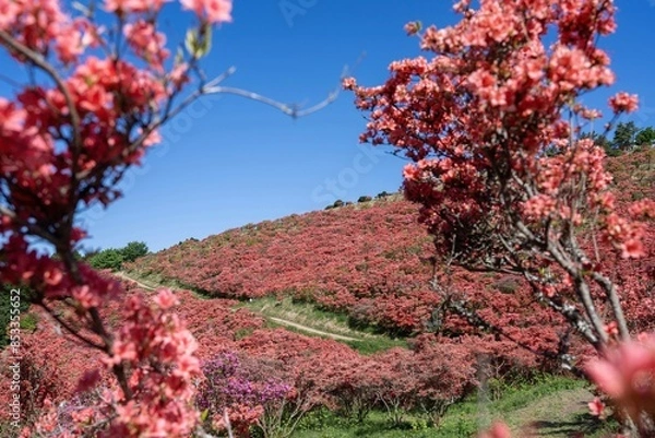 Fototapeta 青空バックに展望台から見上げる満開のツツジの絶景