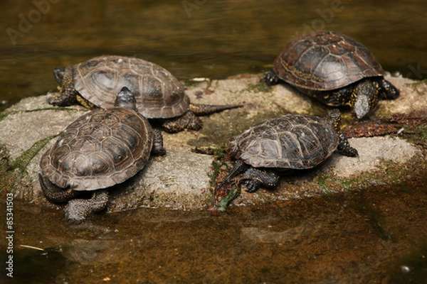 Fototapeta European pond turtle (Emys orbicularis)
