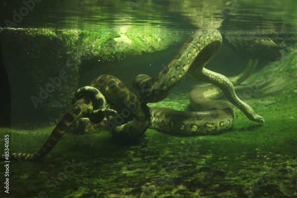 Obraz Anakonda zielona (Eunectes murinus)