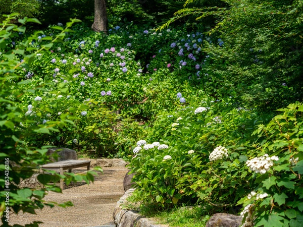 Fototapeta 長居植物園のアジサイ園
