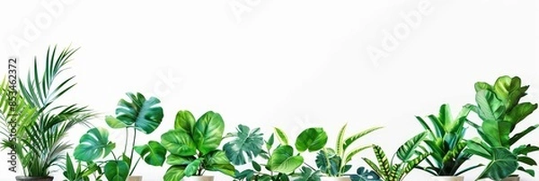 Fototapeta Row of indoor plants against white background - A collection of potted houseplants lined up against a crisp white background ideal for a clean, natural look