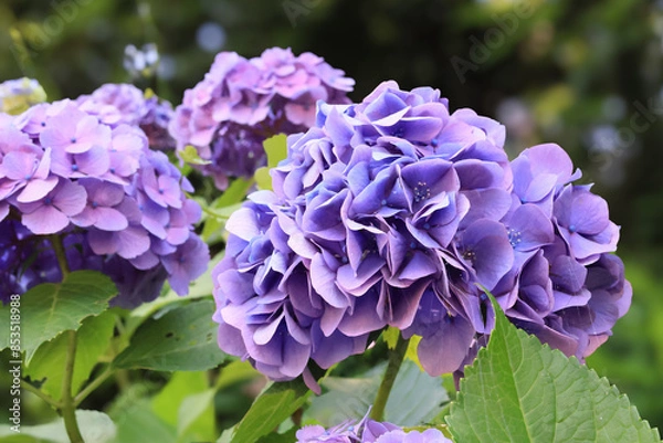 Obraz 都心散歩　アジサイの頃