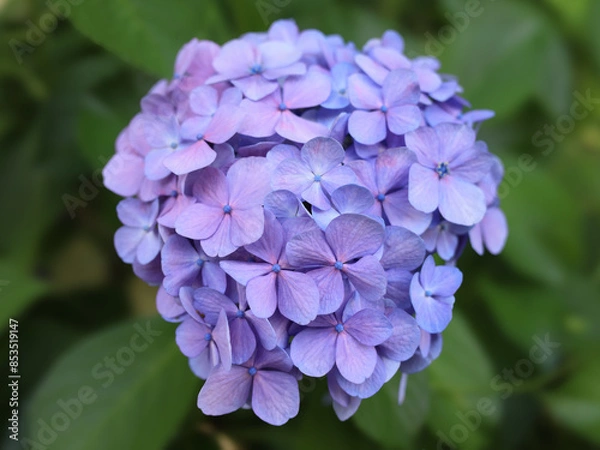 Obraz 都心散歩　アジサイの頃