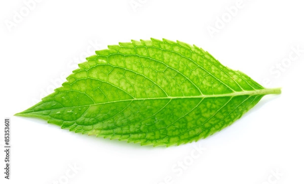 Fototapeta green leaves on a white background
