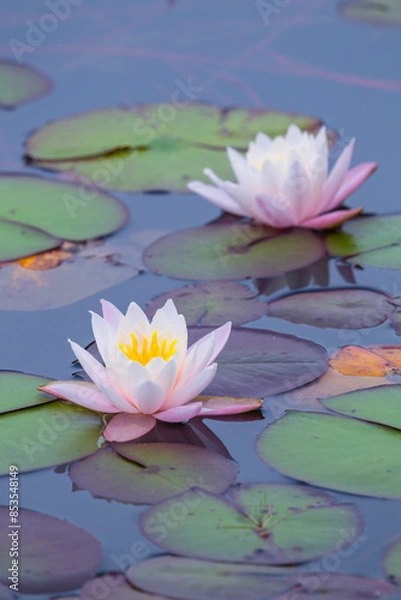Fototapeta スイレンの花咲く春の池の風景 鳥取県 多鯰ヶ池