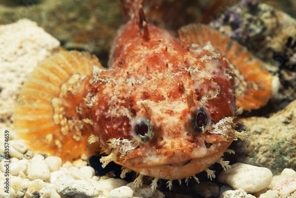 Obraz Orange Gulf toadfish (Opsanus beta) 