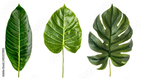 Obraz green leaves isolated on white background