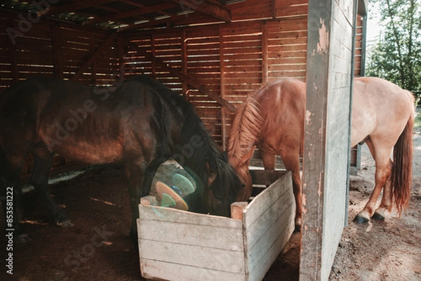 Obraz horse in a stable