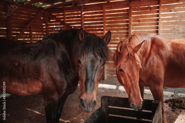 Obraz horses in a stable