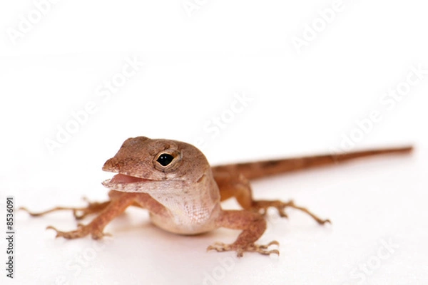 Obraz Gecko Portrait