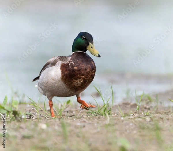 Obraz Mallard Walking