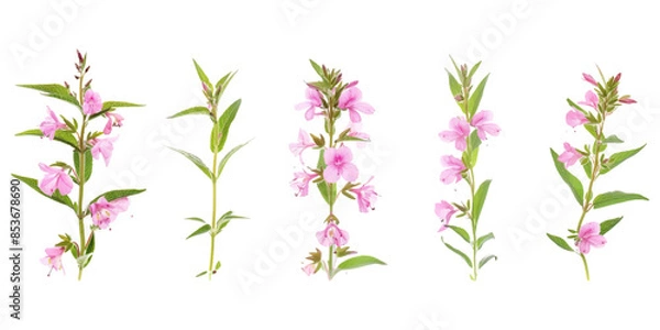 Obraz different angles of pink willowherb on a white background