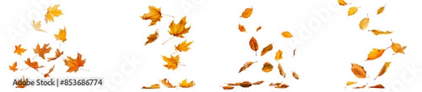 Fototapeta autumn leaves flying or floating isolated on transparent background. autumn leaves blown by the wind