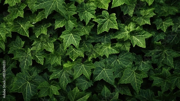 Fototapeta green leaves background