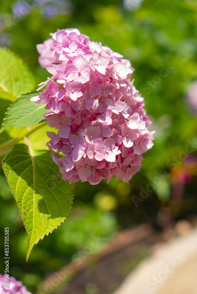 Fototapeta 紫陽花