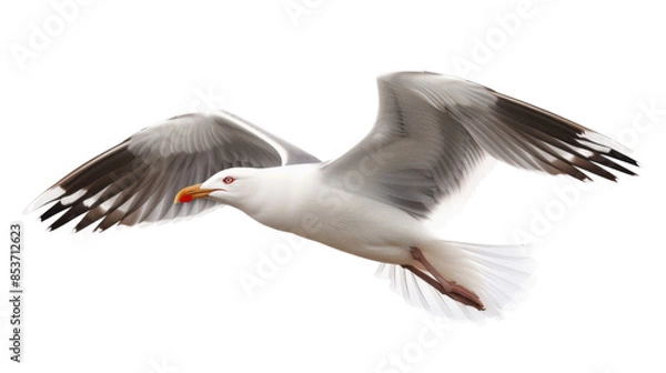 Fototapeta Seagull on white background