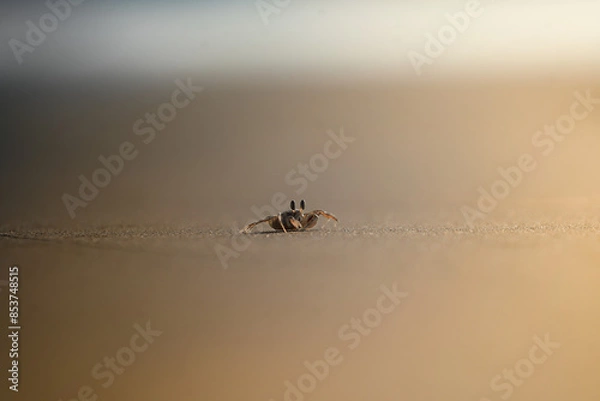 Obraz Crab on Beach