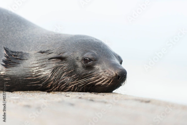 Obraz Cape fur seal